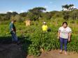 Programa Renda Agricultor atende 52 famílias indígenas do município de Turvo