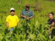 Programa Renda Agricultor atende 52 famílias indígenas do município de Turvo
