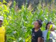 Programa Renda Agricultor atende 52 famílias indígenas do município de Turvo