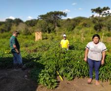 Programa Renda Agricultor atende 52 famílias indígenas do município de Turvo