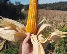 Programa Renda Agricultor atende 52 famílias indígenas do município de Turvo