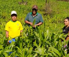 Programa Renda Agricultor atende 52 famílias indígenas do município de Turvo