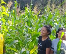 Programa Renda Agricultor atende 52 famílias indígenas do município de Turvo