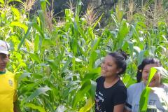 Programa Renda Agricultor atende 52 famílias indígenas do município de Turvo